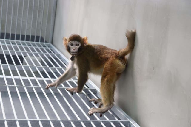 Cloned rhesus monkey, aged 17 months (Zhaodi Liao et al/Nature Communications)
