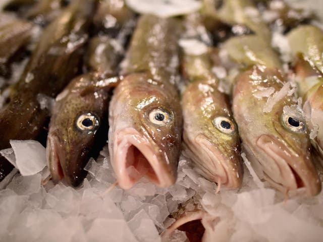 <p>Cod is on display to be sold at Peterhead fish market </p>